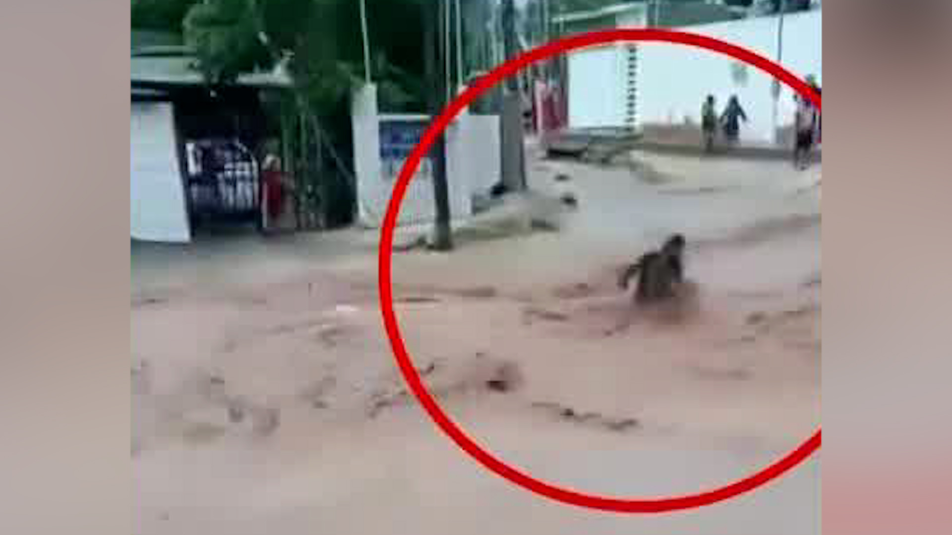 Los hechos se dieron en Los Cabos San Lucas, en la colonia Caribe, donde vecinos grabaron al hombre mientras es arrastrado por el caudal.