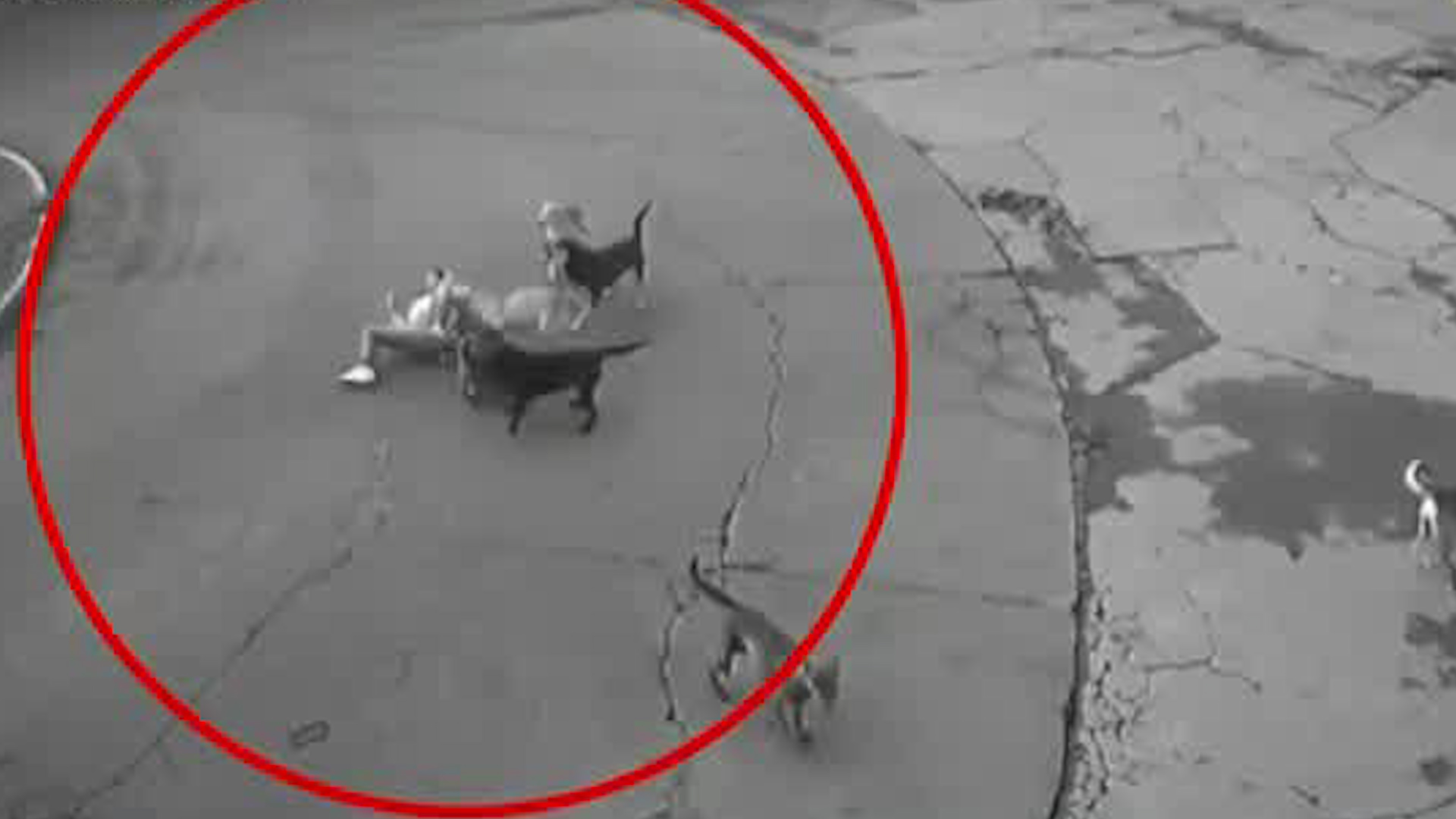 La víctima fue mordida por al menos 7 perros callejeros.