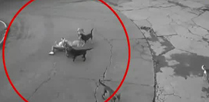 La víctima fue mordida por al menos 7 perros callejeros.