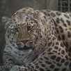 Leopardo con sobrepeso de un zoológico de China