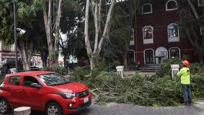 trabajadores podando un árbol en una calle