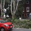 trabajadores podando un árbol en una calle trabajadores podando un árbol en una calle