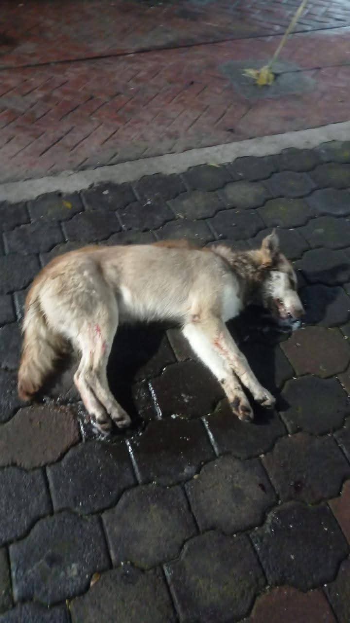 Perros envenenados Michoacán