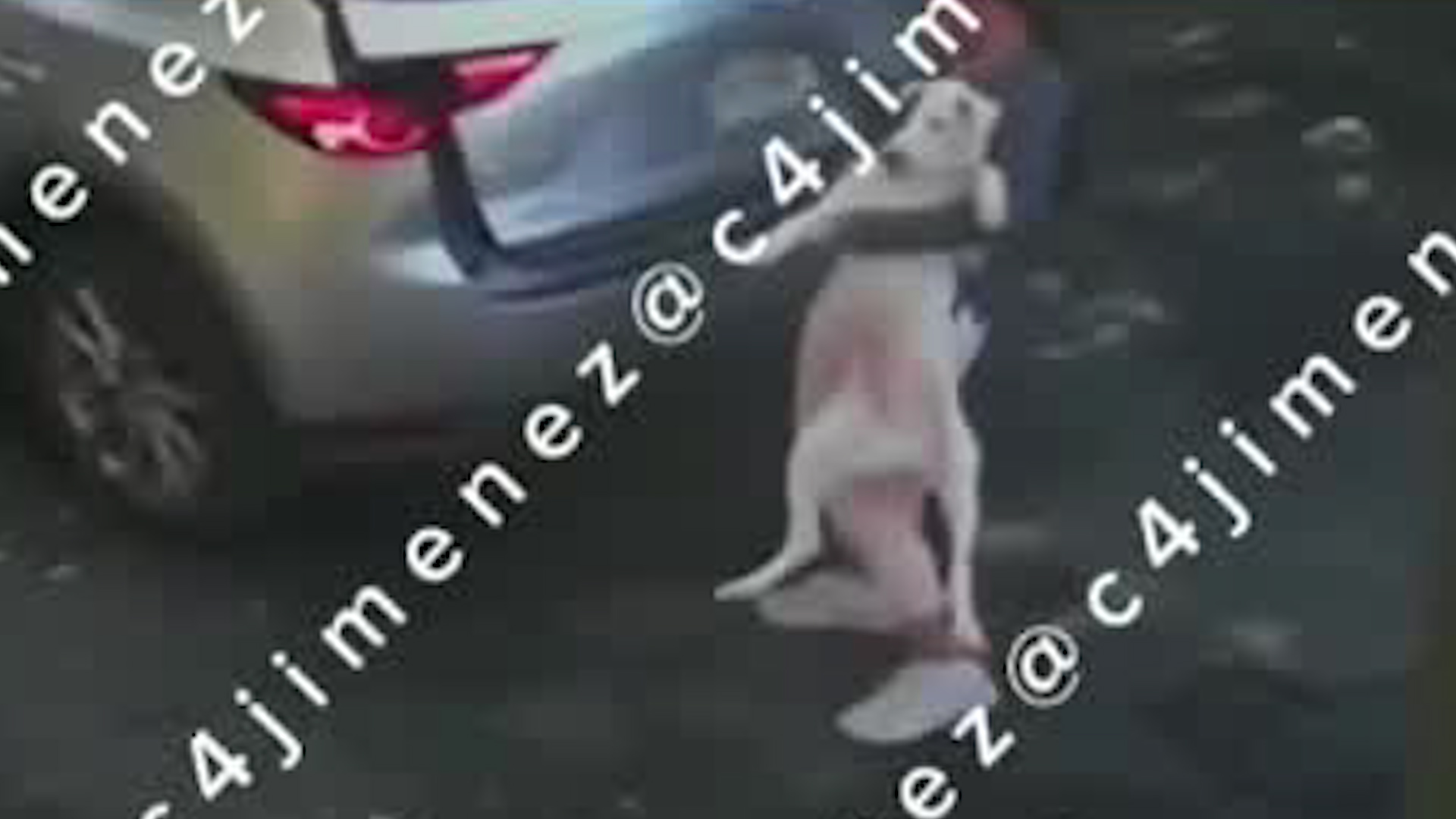 En la colonia Lindavista, una cámara de seguridad grabó el momento en que la mujer bajó a su perro en calles de la alcaldía Gustavo A. Madero.