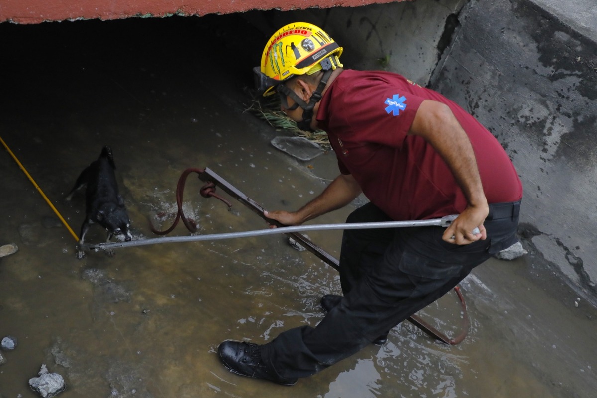 Elementos de Protección Civil de Escobedo, Nuevo León rescataron a un perrito que cayó a un canal pluvial en la colonia Nexxus, en el mencionado municipio.