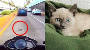 Un joven motociclista rescató a un gato atrapado en la avenida López Mateos, documentó el momento en video y abrió campaña para su cuidado.