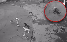 En mayo de 2025, un hombre en situación de calle también fue atacado a mordidas por una jauría de perros.