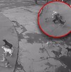 En mayo de 2025, un hombre en situación de calle también fue atacado a mordidas por una jauría de perros.