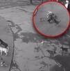 En mayo de 2025, un hombre en situación de calle también fue atacado a mordidas por una jauría de perros. En mayo de 2025, un hombre en situación de calle también fue atacado a mordidas por una jauría de perros.