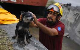 Elementos de Protección Civil de Escobedo, Nuevo León rescataron a un perrito que cayó a un canal pluvial en la colonia Nexxus, en el mencionado municipio.