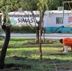 Reportan un avance al 95 por ciento en las las maniobras de retiro y trasplante de 97 árboles impactados por la obra del Sistema Vial Independencia-Abastos.