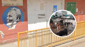 Jauría de perros asesina a una abuelita dentro de escuela en Huehuetoca; sus nietos resultaron lesionados.