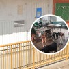 Jauría de perros asesina a una abuelita dentro de escuela en Huehuetoca; sus nietos resultaron lesionados. Jauría de perros asesina a una abuelita dentro de escuela en Huehuetoca; sus nietos resultaron lesionados.