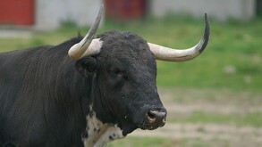 Un hombre de 72 años murió embestido por un toro en El Limón, Ameca; autoridades investigan si el animal escapó o hubo negligencia en su resguardo.