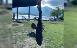 Imágenes sobre la presencia del pez diablo en la presa La Boca, en Santiago, Nuevo León circularon con rapidez en redes sociales.