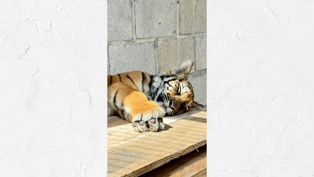 El ejemplar de tigre de cinco meses se encuentra bajo observación en la Unidad de Rescate de Fauna Silvestre de Tlajomulco mientras se determina su destino fina