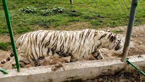 un tigre de bengala en una jaula