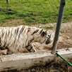 un tigre de bengala en una jaula