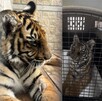 Cría de tigre de cinco meses es atendida y resguardada por la Unidad de Rescate de Fauna Silvestre de Tlajomulco tras aseguramiento de PROFEPA. Crédito: Gobiern