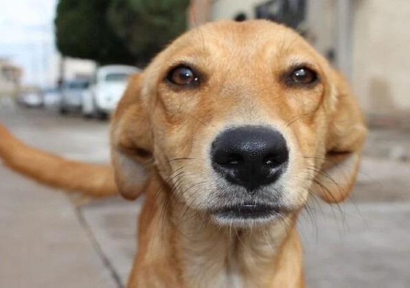 Telediario Media Día Mundial del Perro Callejero: Conoce los mejores lugares en CDMX para adoptar un ‘lomito’ Telediario Media Día Mundial del Perro Callejero: Conoce los mejores lugares en CDMX para adoptar un ‘lomito’