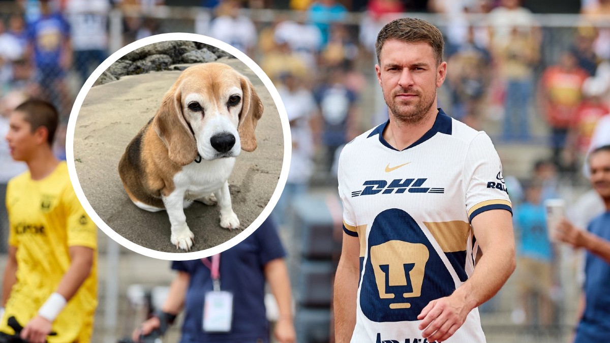Aaron Ramsey no reportó con la Selección de Gales en la actual Fecha FIFA debido a una lesión, por lo que ahora ocupa su tiempo para buscar a su mascota.