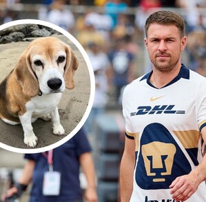 Aaron Ramsey no reportó con la Selección de Gales en la actual Fecha FIFA debido a una lesión, por lo que ahora ocupa su tiempo para buscar a su mascota. Aaron Ramsey no reportó con la Selección de Gales en la actual Fecha FIFA debido a una lesión, por lo que ahora ocupa su tiempo para buscar a su mascota.