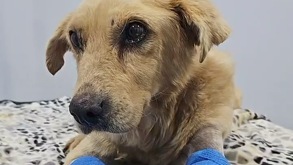 un perro recostado en una cama