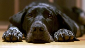 Las imágenes compartidas muestran cómo de la unidad oficial de Bienestar Animal de Piedras Negras descargan los cuerpos de los animales.