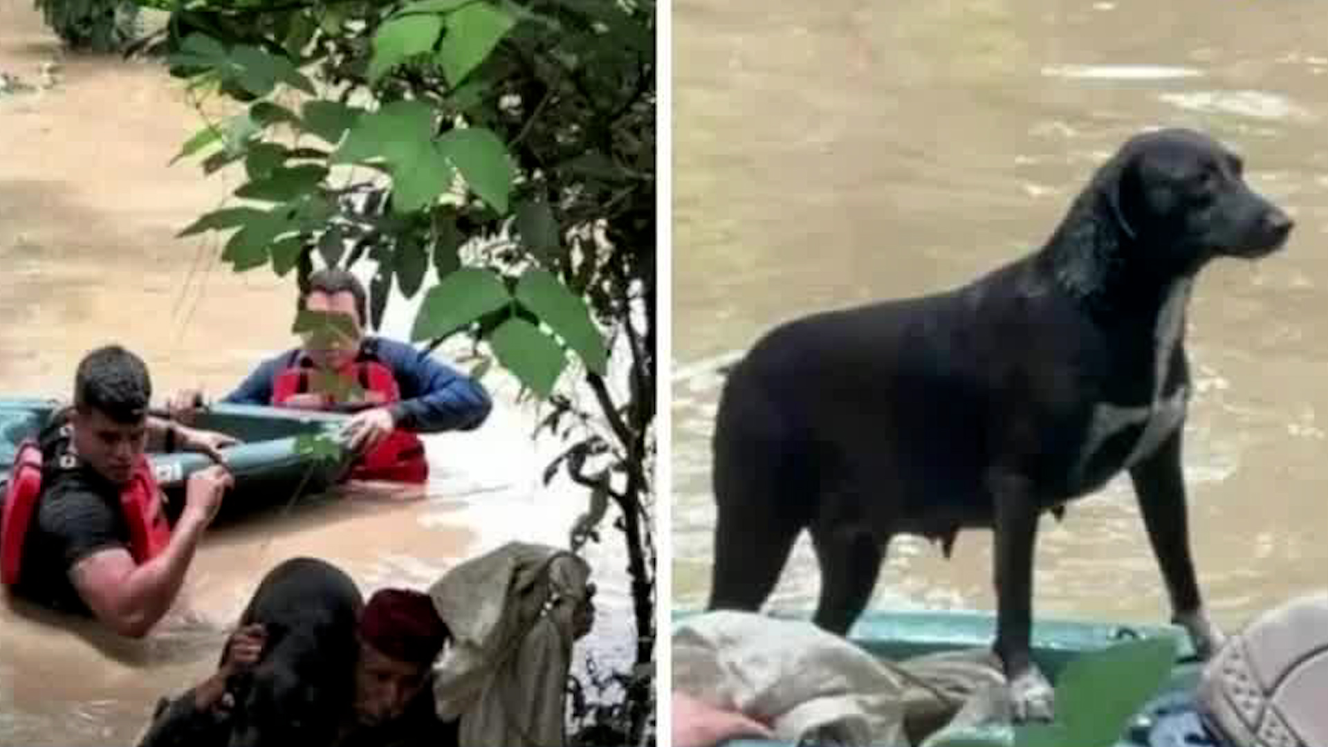 Personal de Protección Civil y ciudadanos sumaron esfuerzos para rescatar a las mascotas que quedaron atrapadas tras las inundaciones.