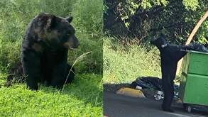 Oso captado buscando comida en sur de Monterrey