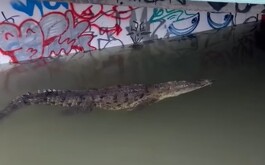 La tormenta del fin de semana causó el desbordamiento de canales y afectaciones graves en cinco colonias