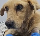 un perro recostado en una cama