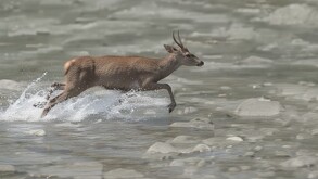 Un venado silvestre sorprendió a vecinos de Puerto Vallarta al correr por el río Cuale; autoridades pidieron mantener distancia y reportar su avistamiento.
