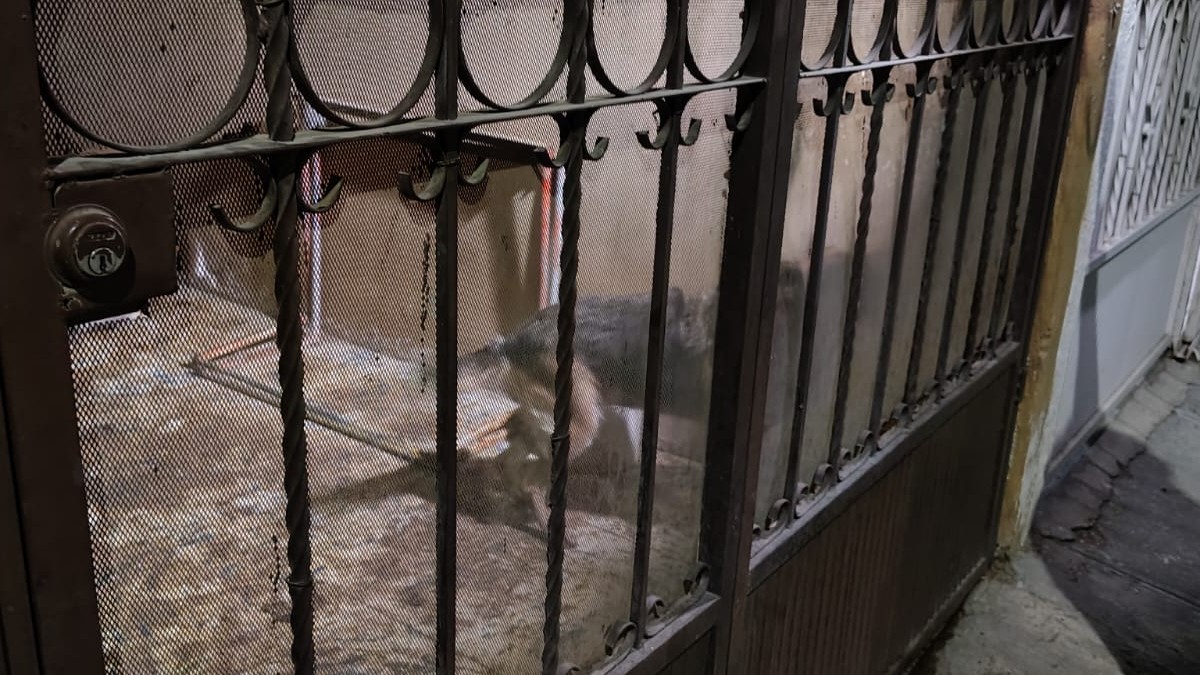 Vecinos de la colonia Magdalenas claman por la intervención de autoridades y grupos animalistas ante las inhumanas condiciones en las que viven perritos. Vecinos de la colonia Magdalenas claman por la intervención de autoridades y grupos animalistas ante las inhumanas condiciones en las que viven perritos.