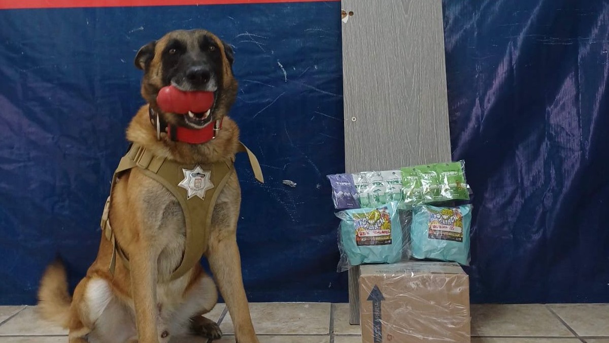 El agente canino de la Policía de Torreón, Noah, con el paquete de droga que logró detectar en negocio del Centro de Torreón.