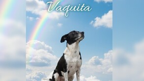 En la fotografía se muestra a Vaquita, mascota que por años vivió en la UAL de Torreón.