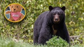 Te darán un peluche de la osa Mina si realizas tu donativo