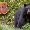 Te darán un peluche de la osa Mina si realizas tu donativo Te darán un peluche de la osa Mina si realizas tu donativo