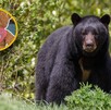 Te darán un peluche de la osa Mina si realizas tu donativo Te darán un peluche de la osa Mina si realizas tu donativo