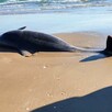 Los defensores de los animales tomaron muestras de los posibles daños provocados por SpaceX. Los defensores de los animales tomaron muestras de los posibles daños provocados por SpaceX.