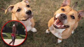 Los dos perros que presuntamente mató Luis Ángel ‘N’ en Chalco estaban en cubetas.