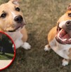 Los dos perros que presuntamente mató Luis Ángel ‘N’ en Chalco estaban en cubetas.