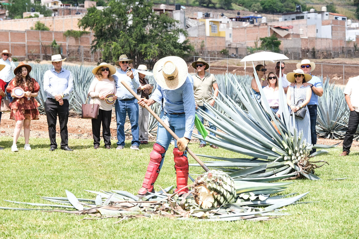 Maestro Jimador cortando agave en Jalisco