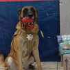 El agente canino de la Policía de Torreón, Noah, con el paquete de droga que logró detectar en negocio del Centro de Torreón. El agente canino de la Policía de Torreón, Noah, con el paquete de droga que logró detectar en negocio del Centro de Torreón.