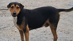 Perrito Toñito en las calles de la ciudad de Torreón (foto especial)