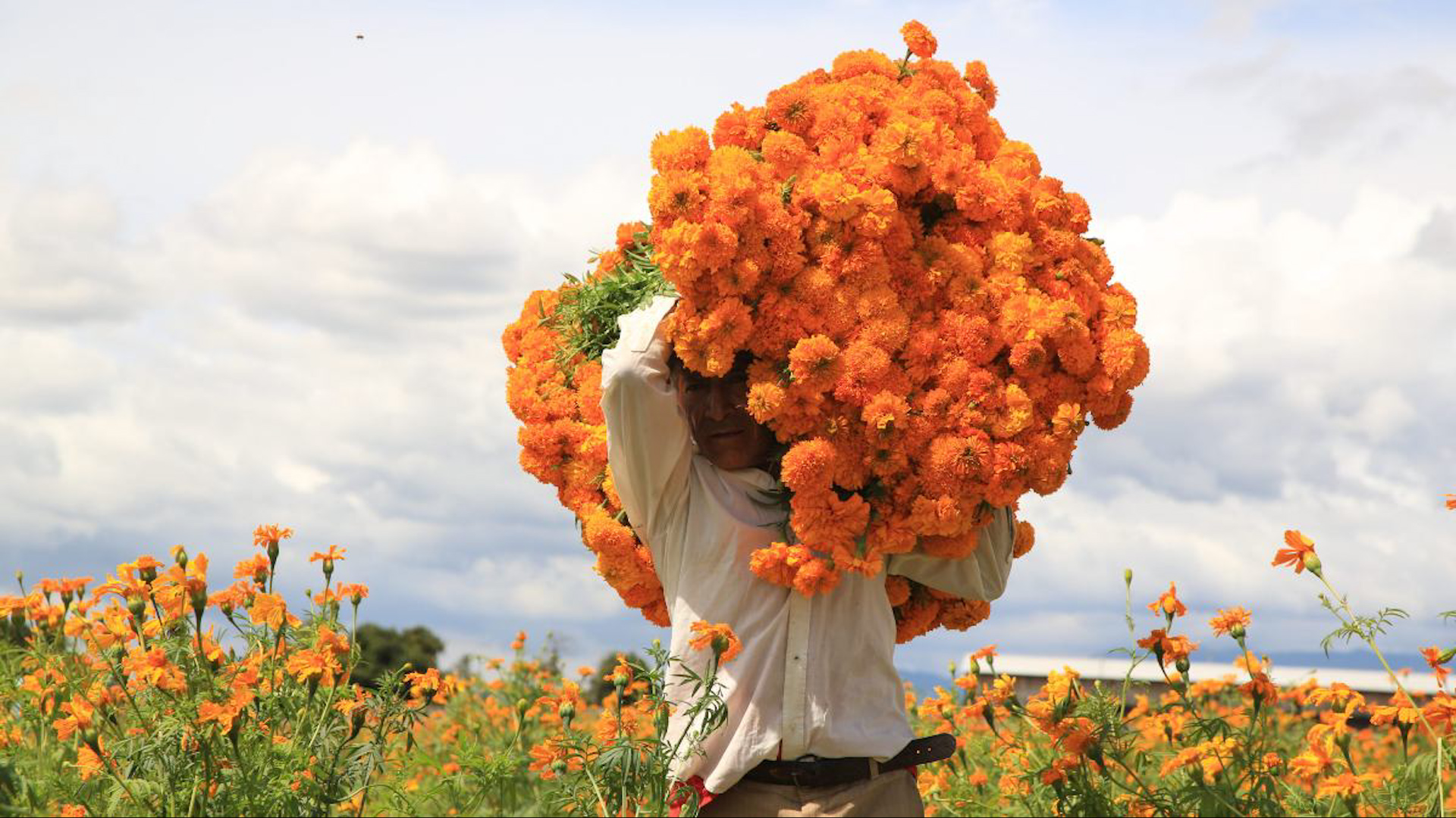 De acuerdo con la secretaría de Agricultura, la temporada del Día de Muertos dejará una derrama económica de más de 30 millones de pesos para productores de Cem