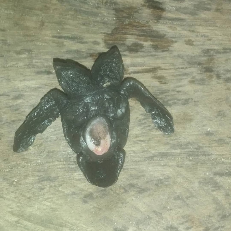 Tortuga golfina de dos cabezas recostada bocarriba.| Tortuga golfina de dos cabezas recostada bocarriba.|