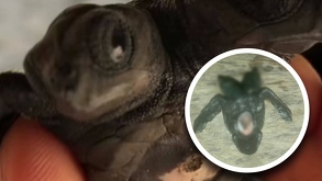 Tortuga con dos cabezas hallada en Lázaro Cárdenas, Michoacán.