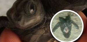 Tortuga con dos cabezas hallada en Lázaro Cárdenas, Michoacán.
