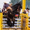 En el Rodeo Saltillo también se contará con una exposición ganadera, el rodeo de toros, muestra vitivinícola, zona infantil, juegos y restaurantes de Coahuila. En el Rodeo Saltillo también se contará con una exposición ganadera, el rodeo de toros, muestra vitivinícola, zona infantil, juegos y restaurantes de Coahuila.